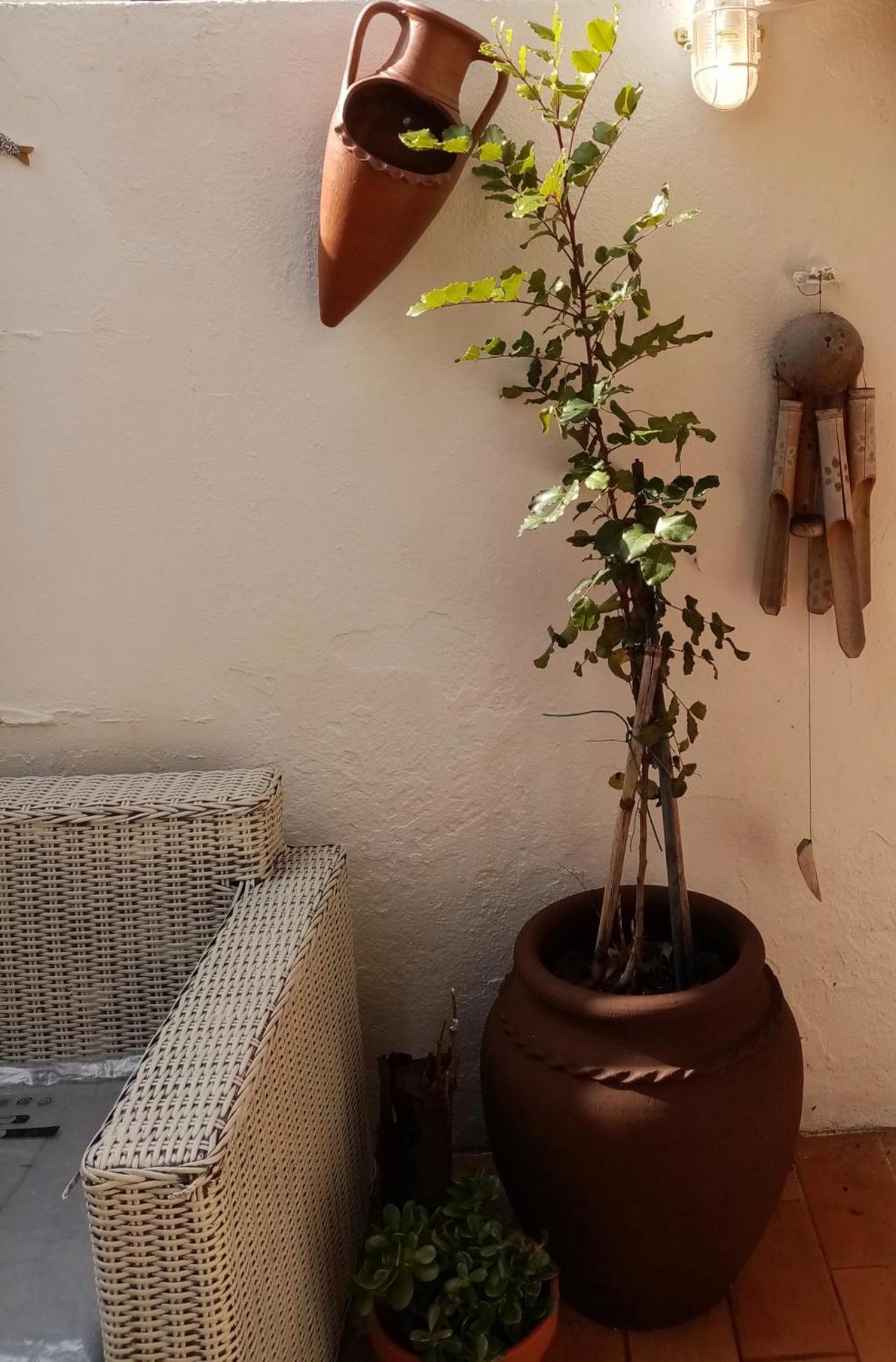 הוילה Olhão Casa Rustica מראה חיצוני תמונה