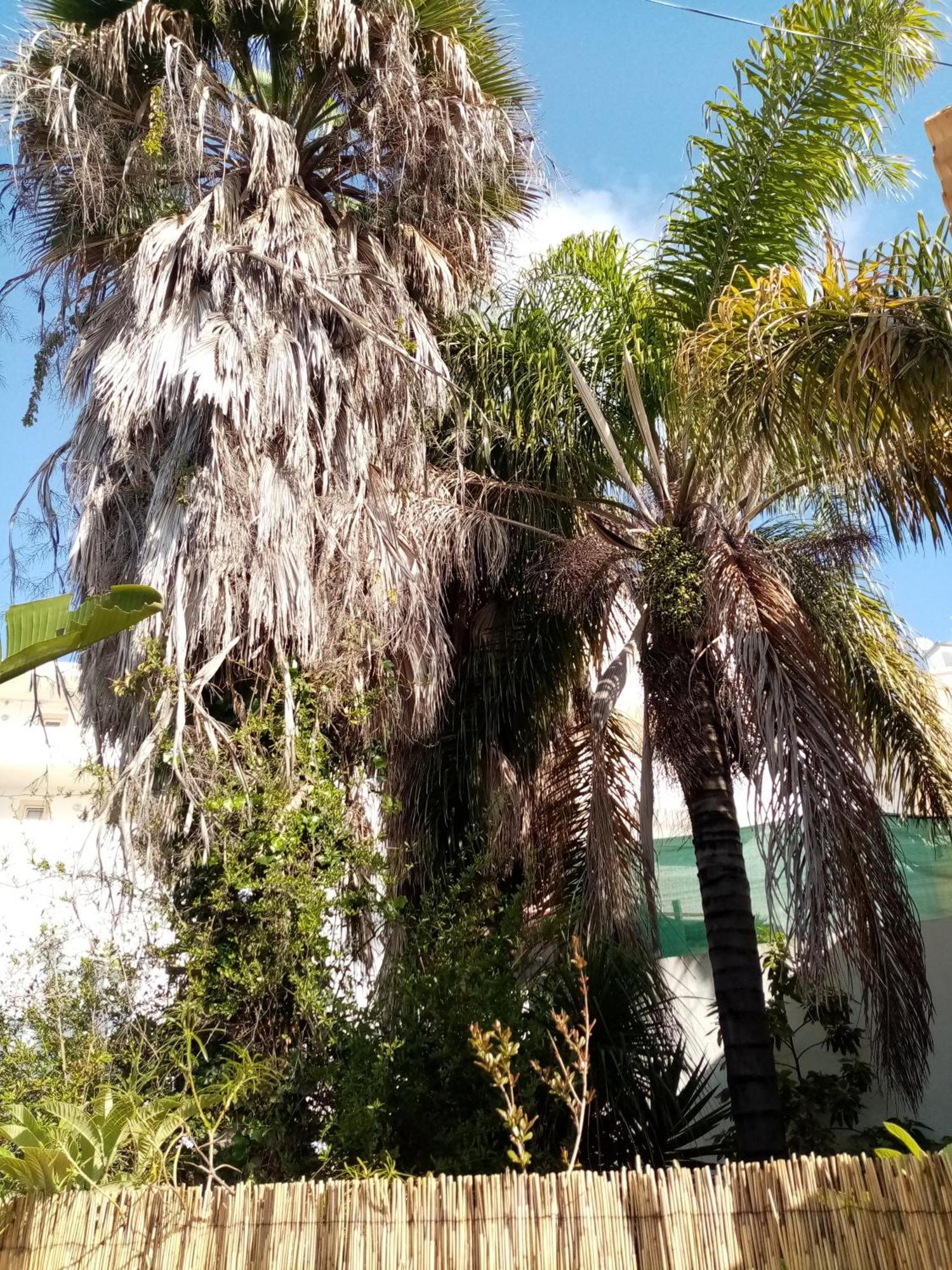 הוילה Olhão Casa Rustica מראה חיצוני תמונה